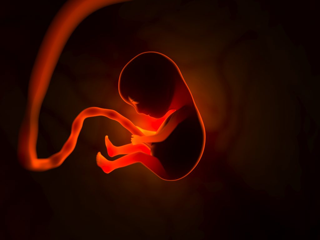 embryo-baby-womb