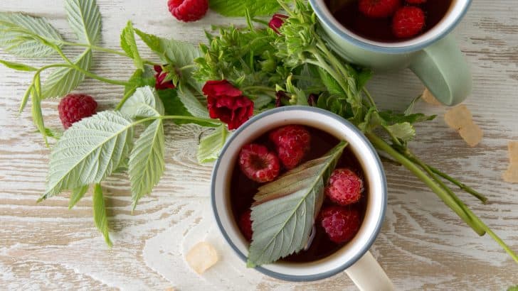 Raspberry Leaf Tea For Postpartum Healing