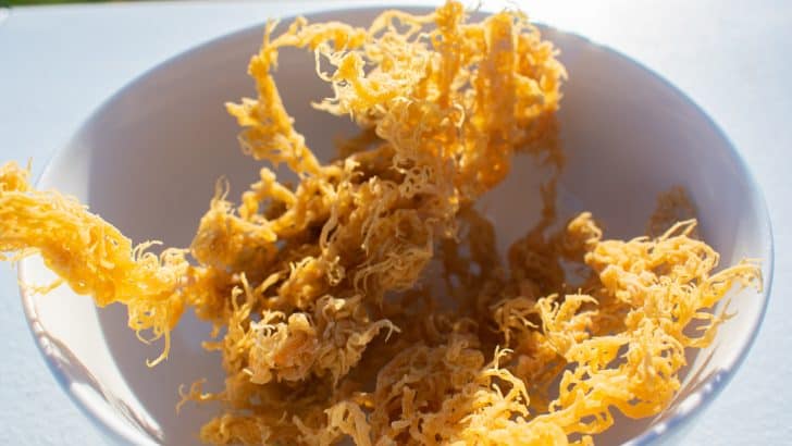 Can You Eat Sea Moss During Pregnancy?