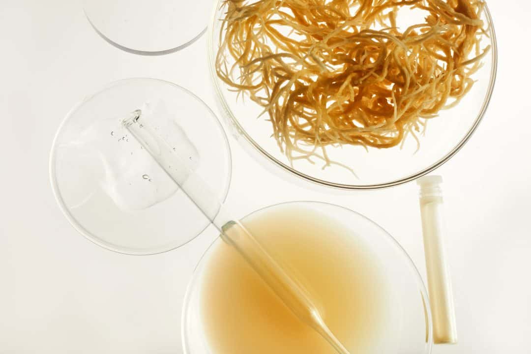 can-you-eat-sea-moss-during-pregnancy