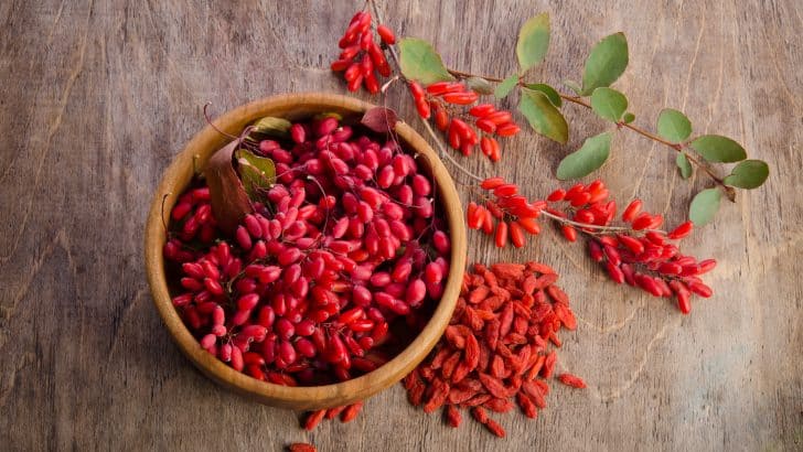 Goji Berries During Pregnancy – 7 Key Benefits