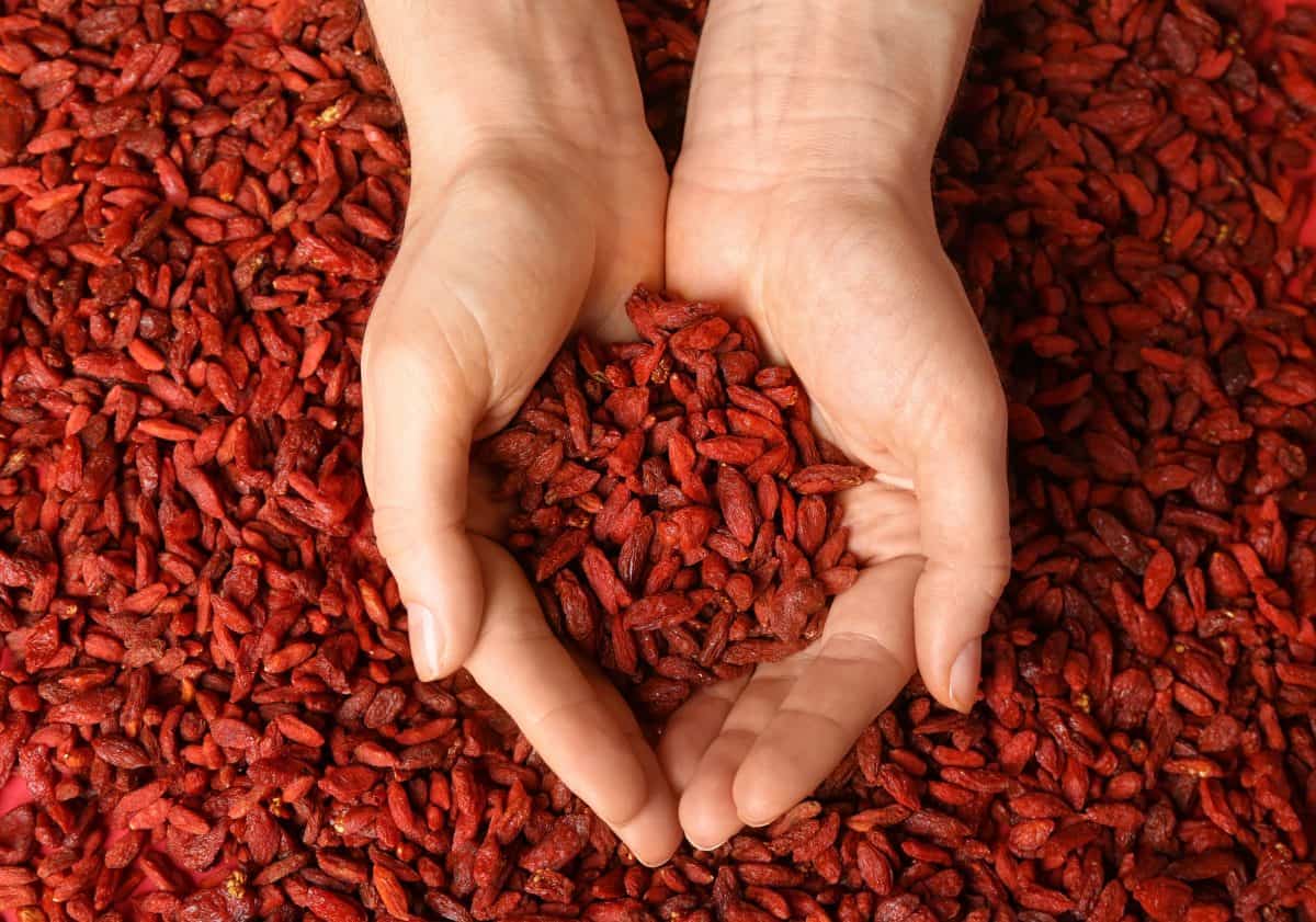 Goji Berries During Pregnancy 7 Key Benefits