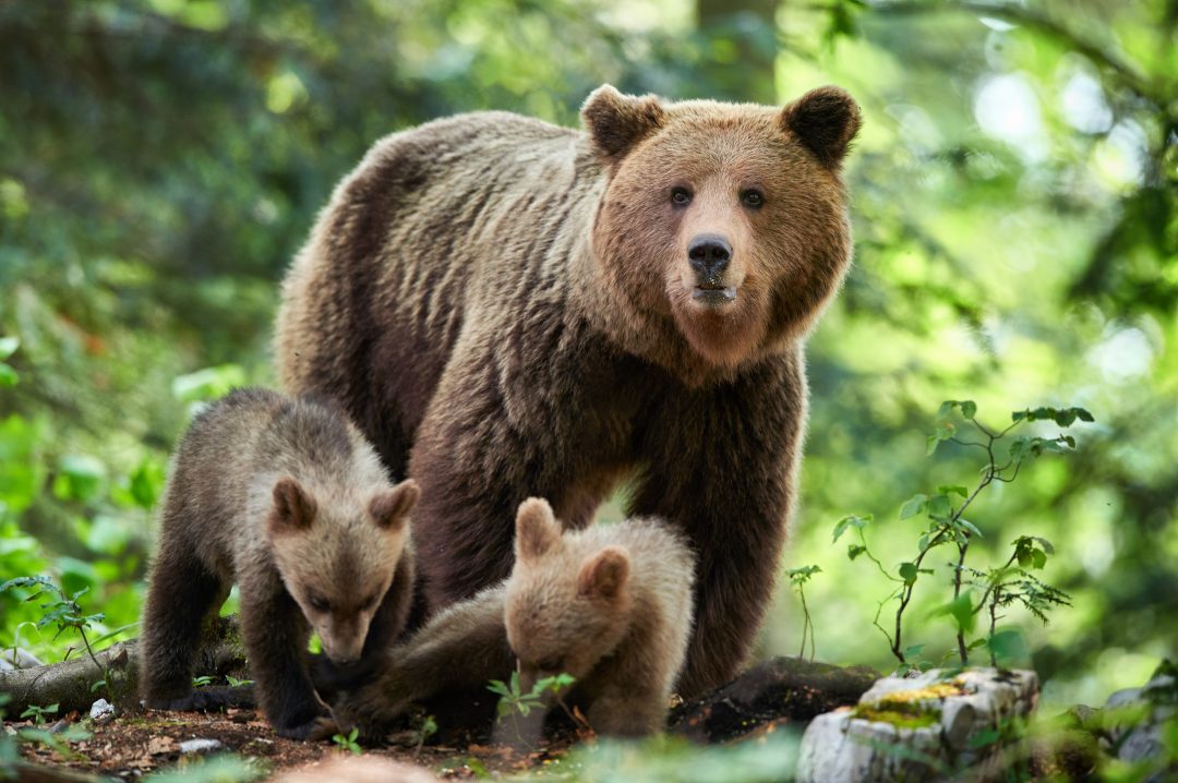 20 Mama Bear Quotes to Inspire You