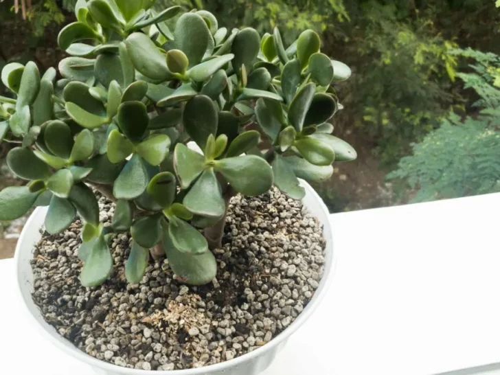 4 Jade Plant Tips I Wish I Knew 5 Years Ago