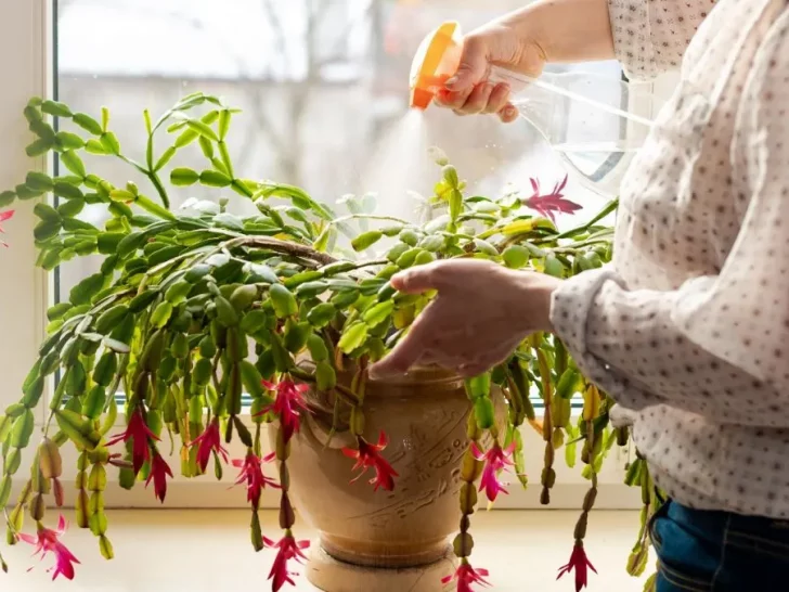 Watering a Christmas Cactus the Right Way