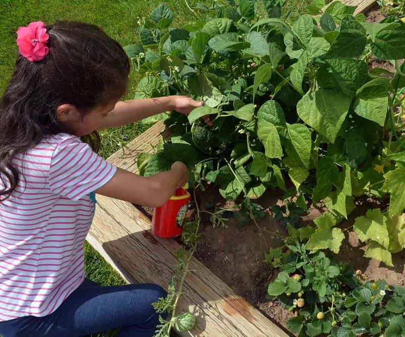 Pruning Plants