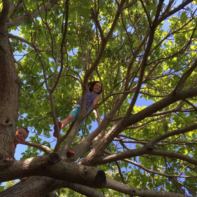 Climbing Trees Without Supervision