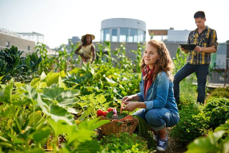 Community Garden Project