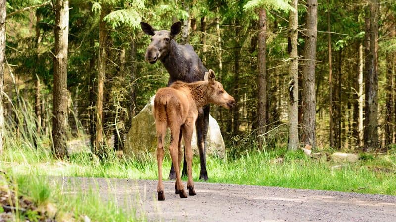 Constant Animal Encounters