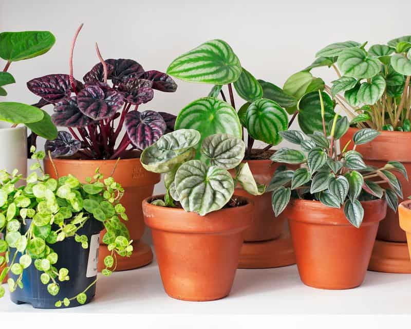 High-maintenance Plants