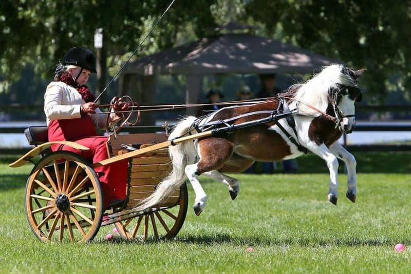 Horse-Drawn Buggy Racing