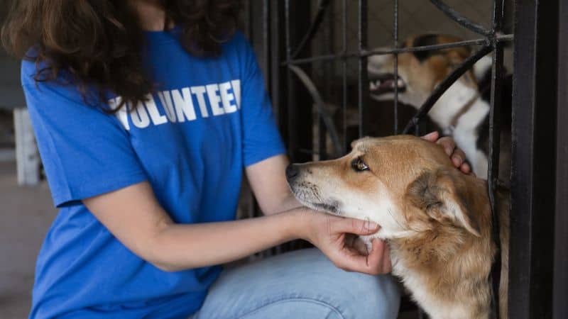 Pet Shelter Volunteering