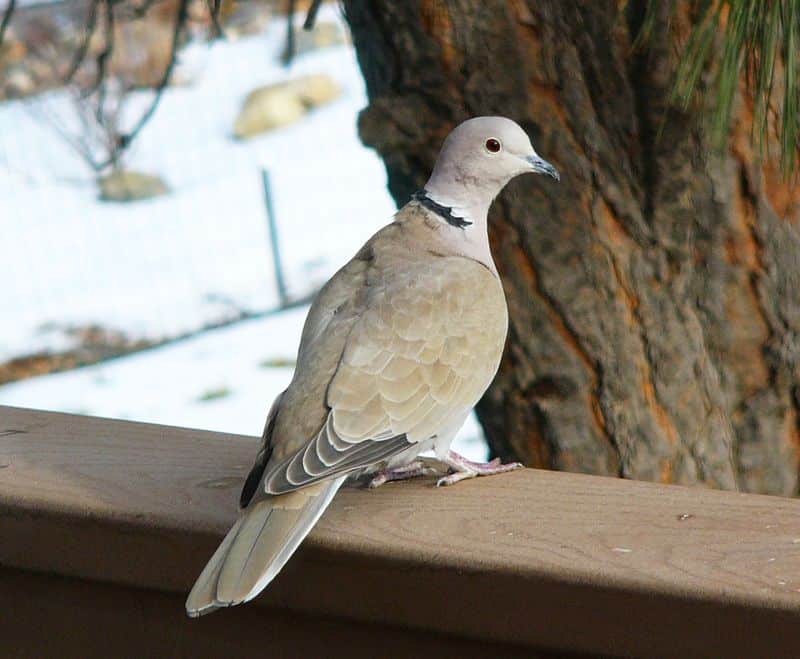 Releasing Doves and Sparrows