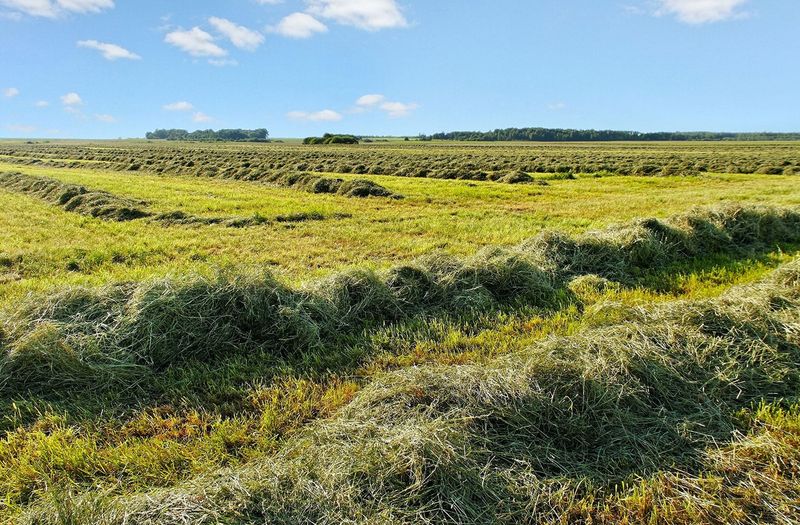 The Smell of Fresh-Cut Hay