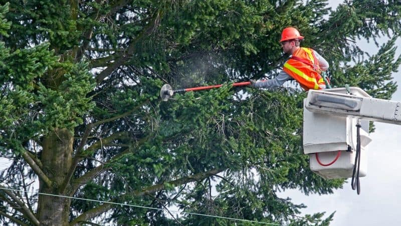 Tree Removal Near Power Lines