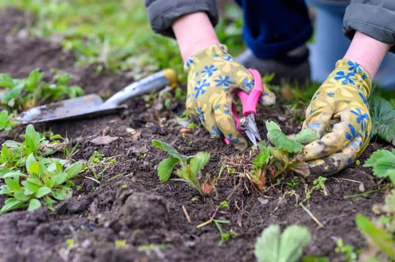 Weeding the Garden