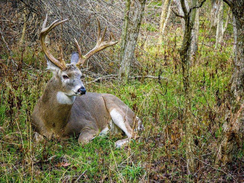 Wildlife Encounters