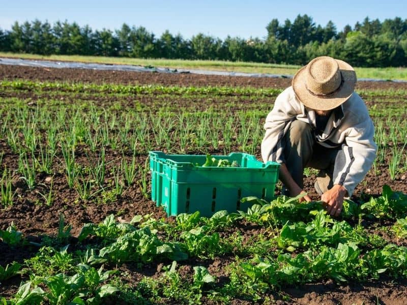 Farming