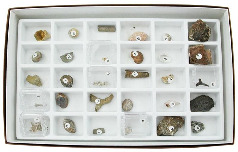 Fossil Collection