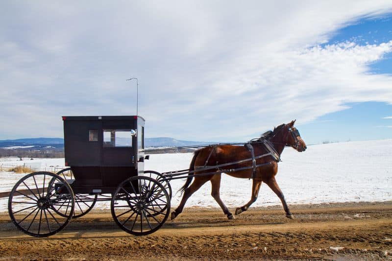 Horse-Drawn Vehicles