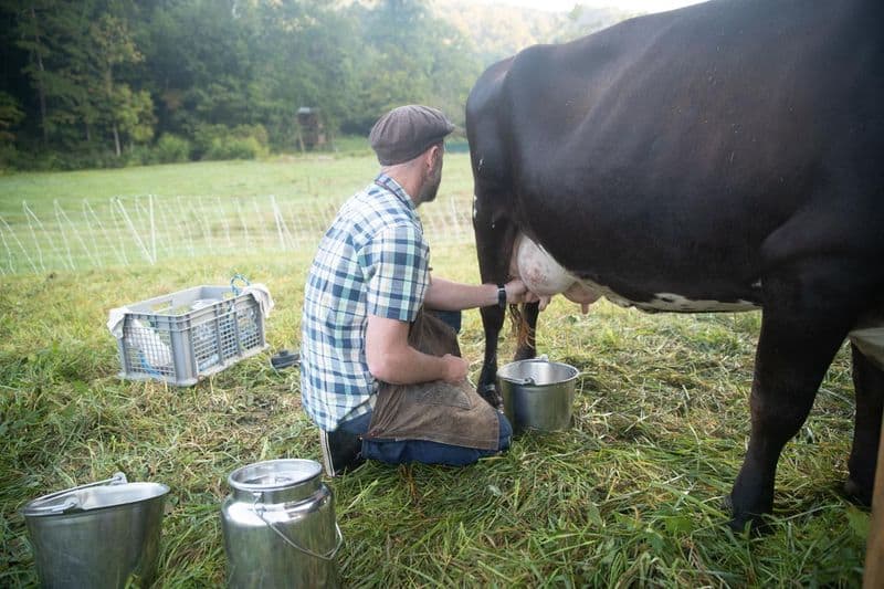 Milking Cows