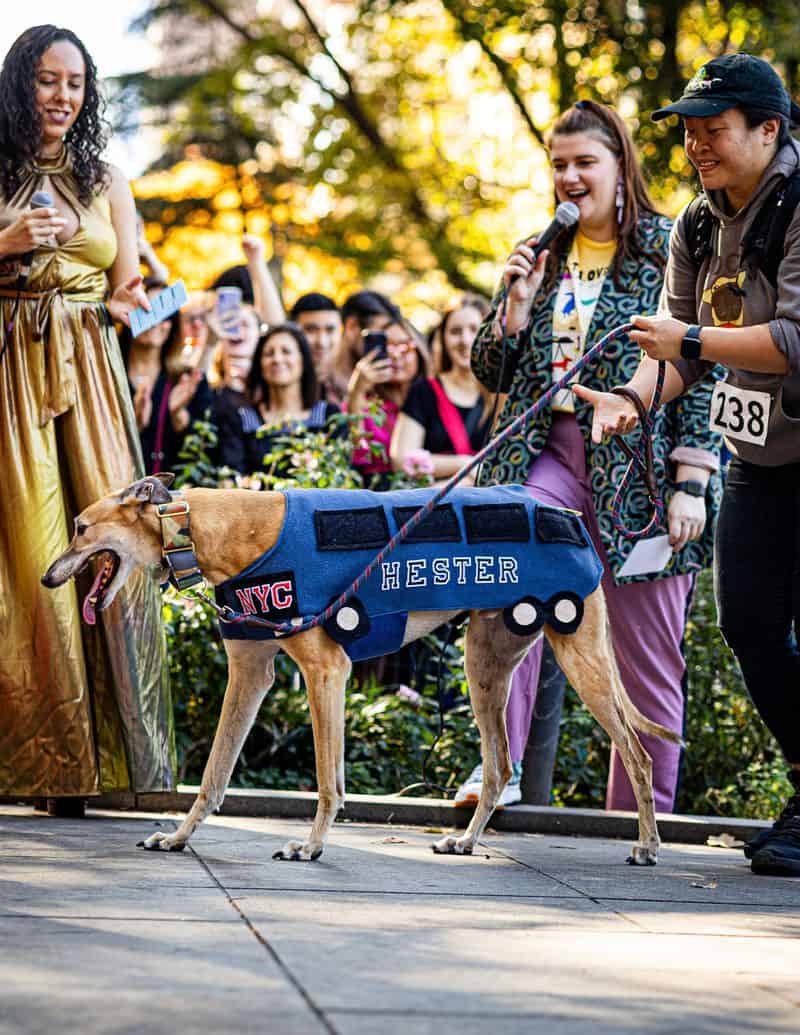 Pet Costume Parades