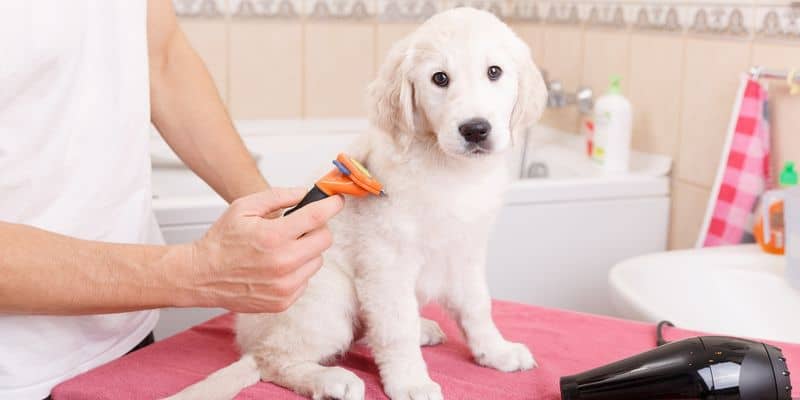 Pet Grooming Services