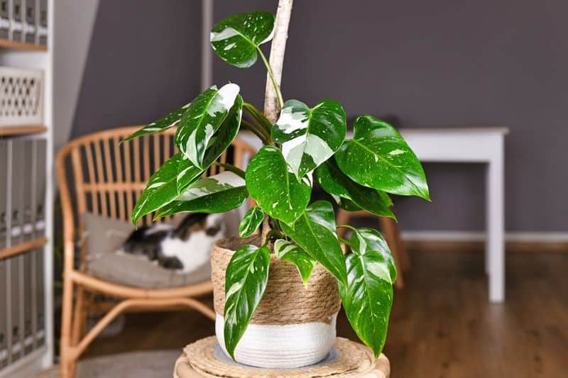 Philodendron