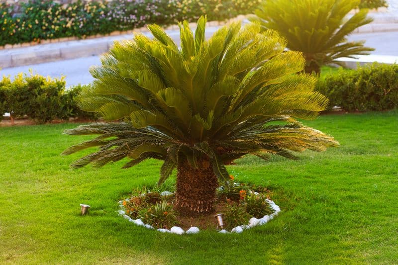 Sago Palm