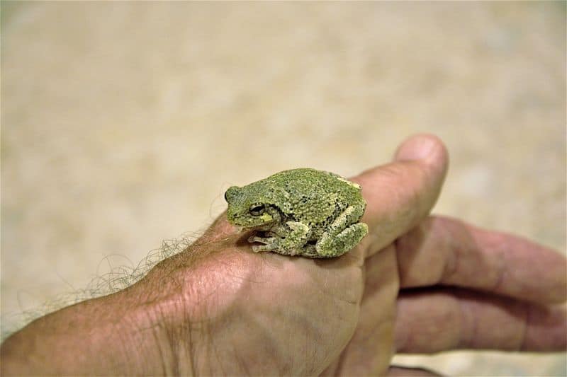 Touching Frogs Gives You Warts