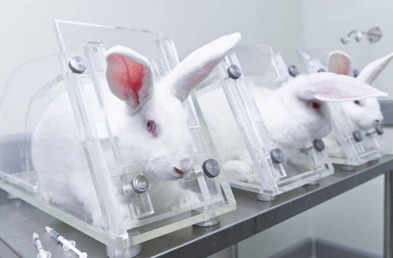 Animal Testing in Cosmetics