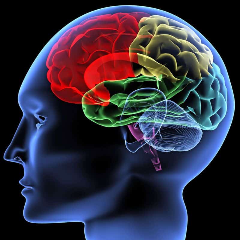 Humans Use Only 10% of Their Brain