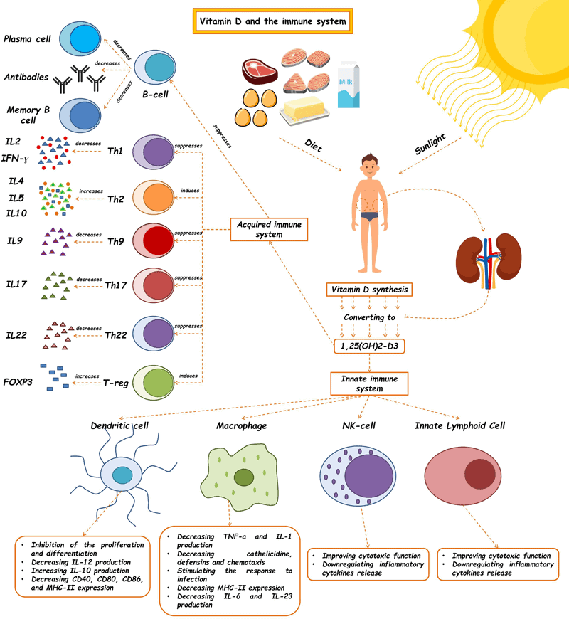 Improved Immune Function