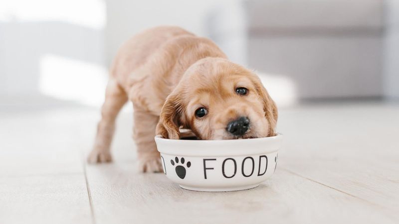 Balanced Nutrition