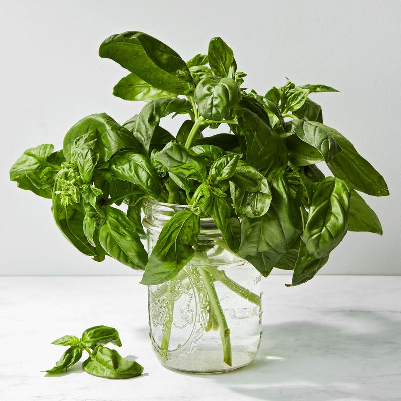 Basil