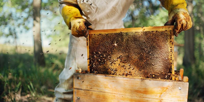 Beekeeping