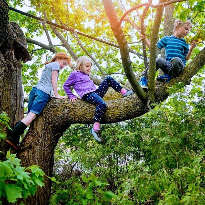 Climbing Trees