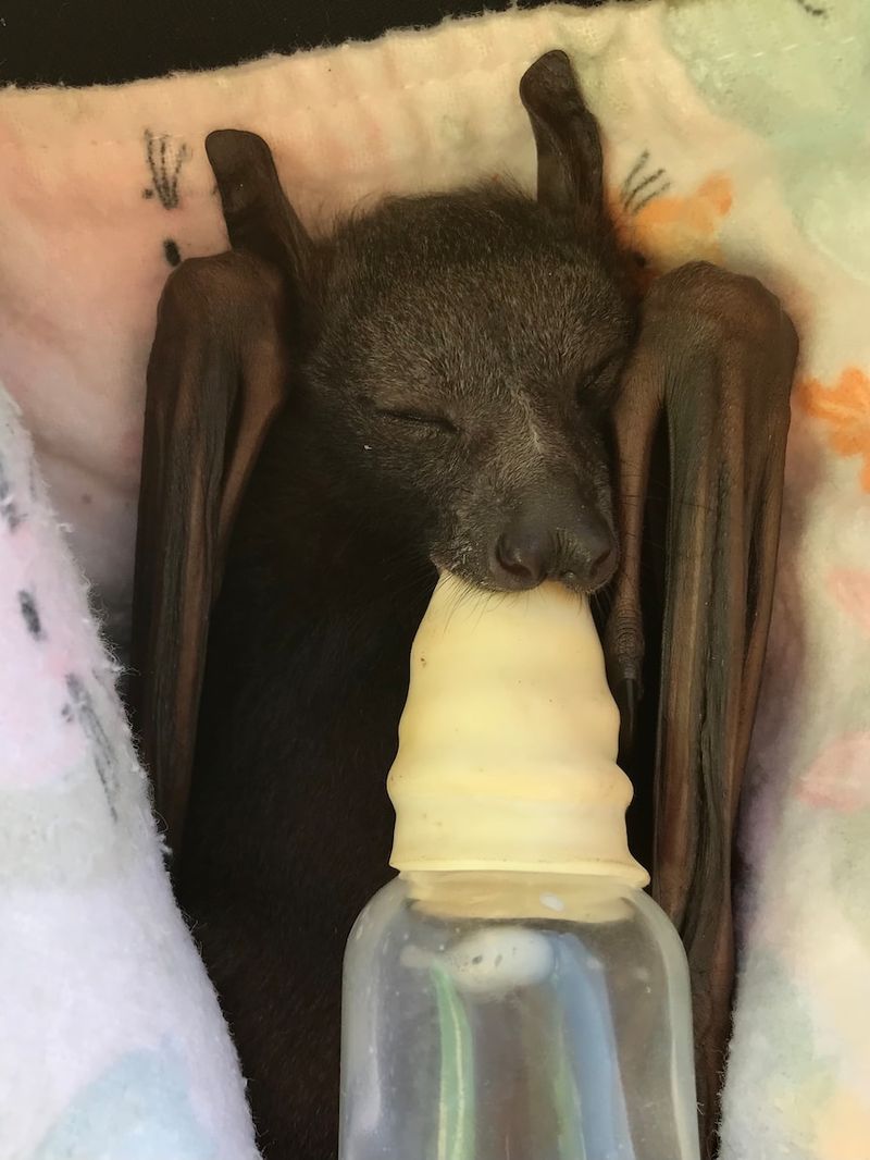 Do Not Disturb: Tiny Bats Sleeping