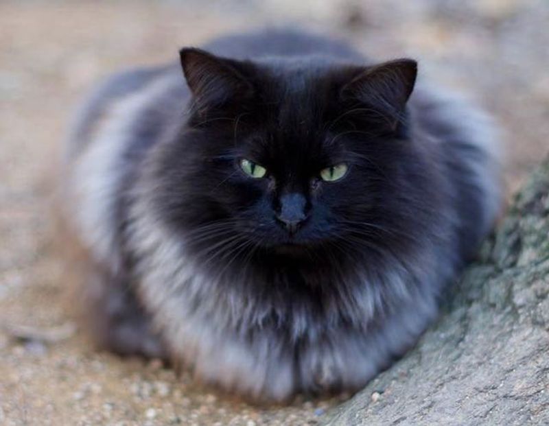 Fluffy