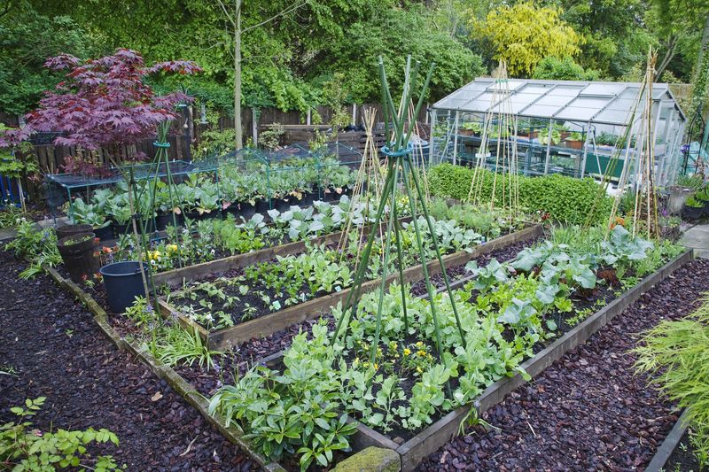 Gardening for Fresh Produce