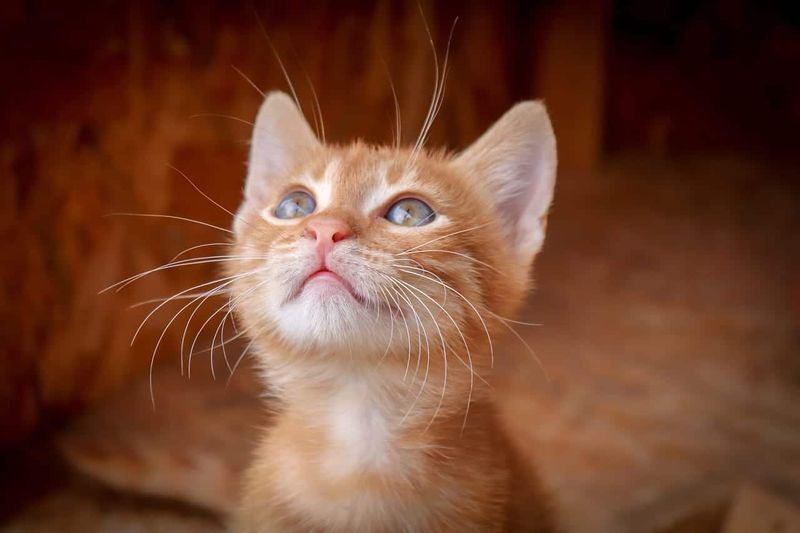 Ginger