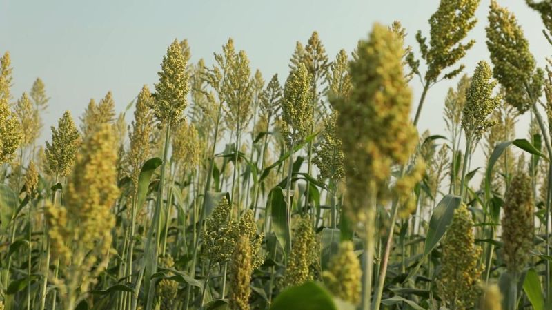 Millet
