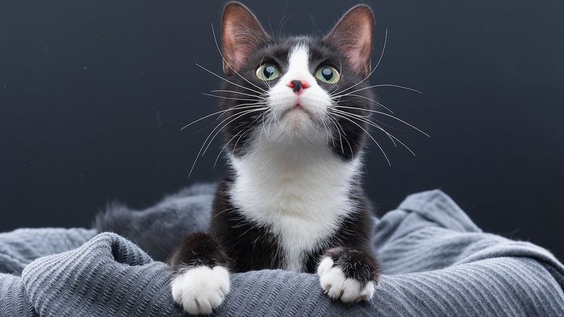 Mittens