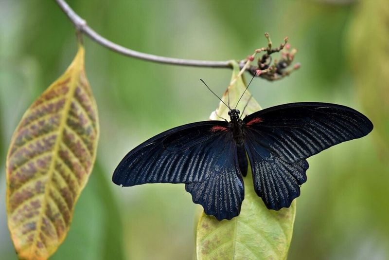 Mystical Black