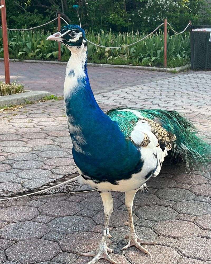 No Peacocks Beyond This Point