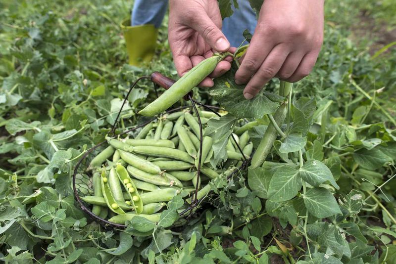 Peas