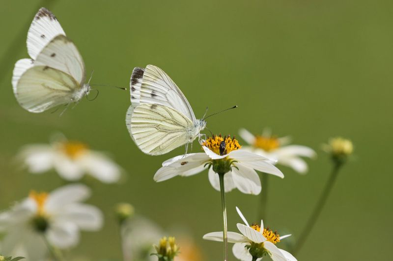 Pure White