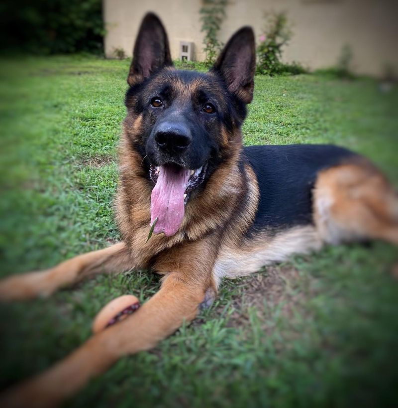 Rex