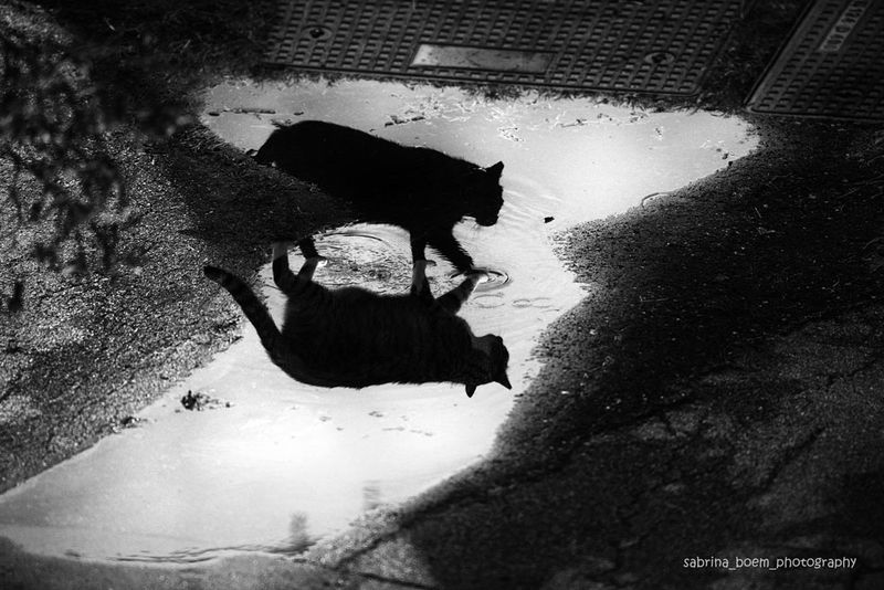 Shadow