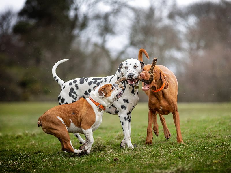 Socialization Opportunities